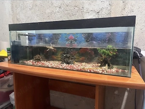 Acvariu pești cu masă inclusă 