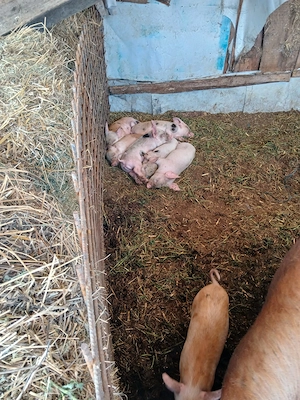 Vand 7 purcei de 6 săptămâni 