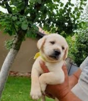 Labrador Retriever 