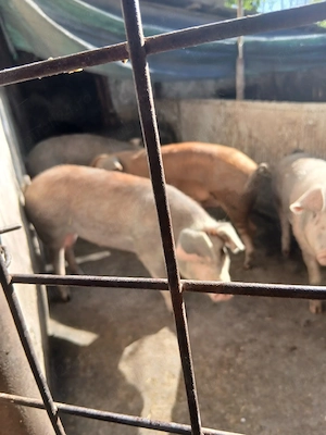 vind porci