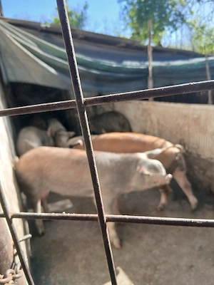 vind porci - imagine 2