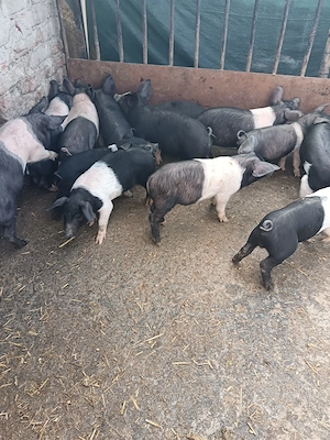 Purcei bazna vârstă 2,5 luni
