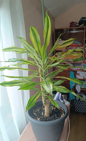 Dracaena Fragrans