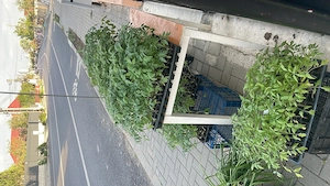 Răsaduri de vânzare! Direct producător!
