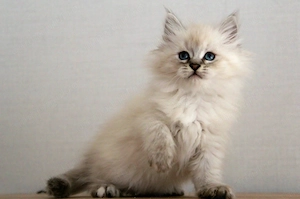 Baietel  superb ragdoll lynx point 