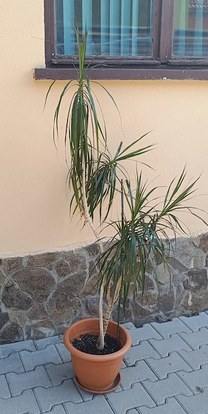 Dracaena Marginata  - imagine 4