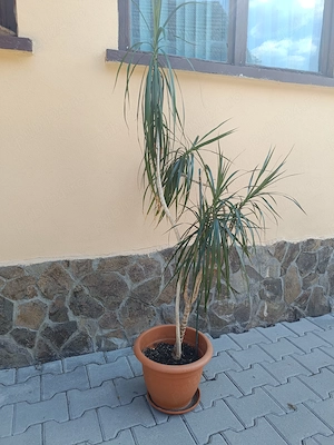 Dracaena Marginata  - imagine 2