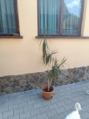 Dracaena Marginata  - imagine 5