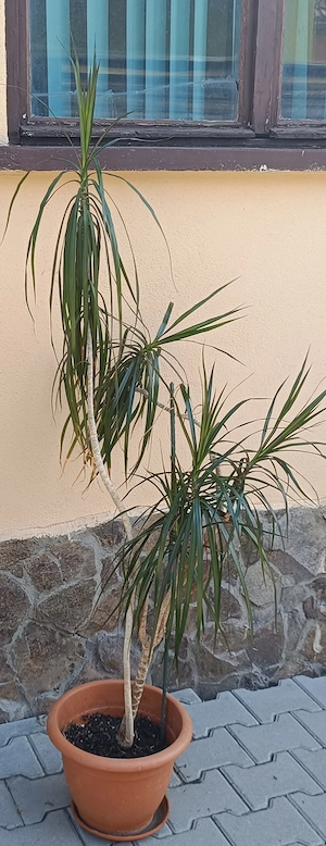 Dracaena Marginata  - imagine 3