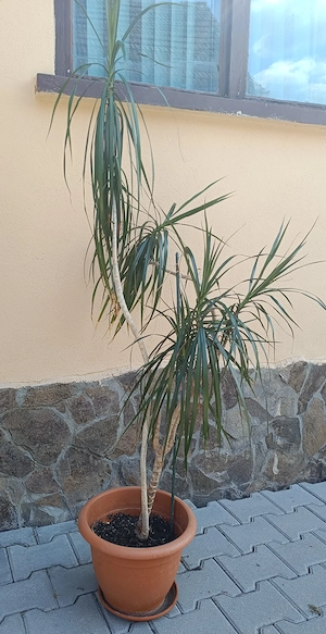 Dracaena Marginata 