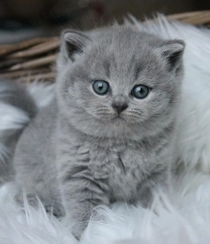 British Shorthair blue 