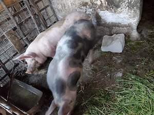 Porci de vânzare 