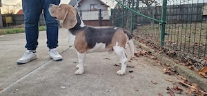 Blue beagle prietenos si jucausi ( rasa pura)