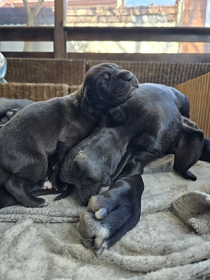 Dog german marele danez great dane 