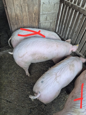 Porci de vanzare