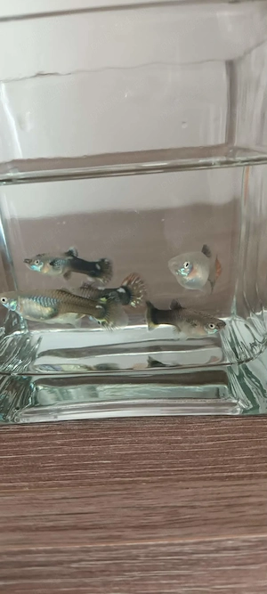 Vând pesti guppy ,reticulata piecilla  - imagine 4