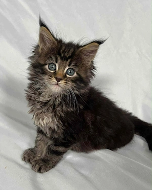 Maine Coon