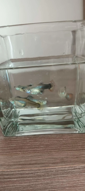 Vând pesti guppy ,reticulata piecilla  - imagine 2