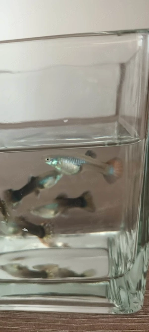 Vând pesti guppy ,reticulata piecilla  - imagine 3