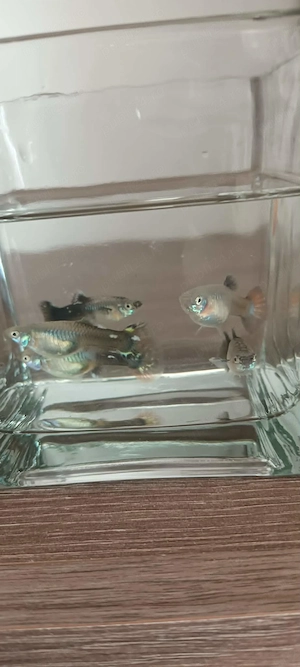 Vând pesti guppy ,reticulata piecilla  - imagine 5