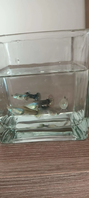 Vând pesti guppy ,reticulata piecilla 