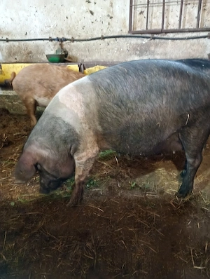 Vând Scroafă Bazna 3 luni Gestanta.