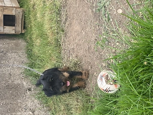 Cățel jadgterrier de vânzare 