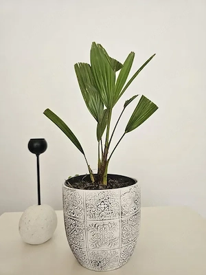 Palmier Trachycarpus fortunei   rezistent la -15 C, cadou ideal pentru grădină terasă