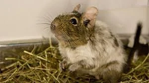 Degu (rozătoare)  