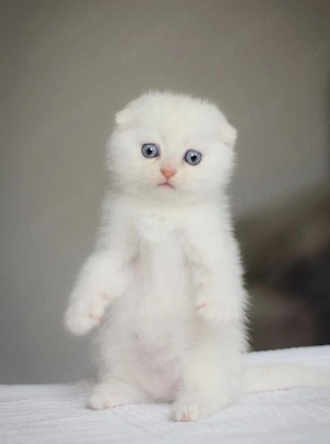 Scottish Fold 