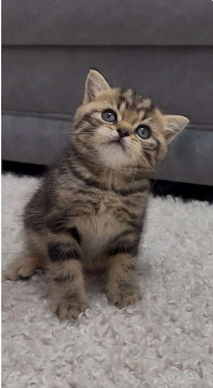 American Shorthair  - imagine 2