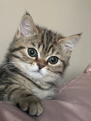American Shorthair 