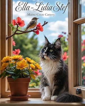 Maine Coon pisicuti cu Pedigree WCF-Magnificats-Felisa Timisoara