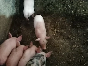 Schimb cu lemne de foc sau vând  - imagine 4