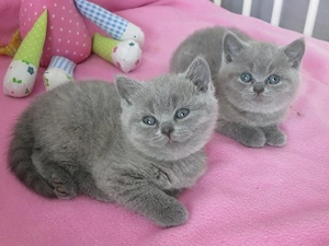 British Shorthair blue 