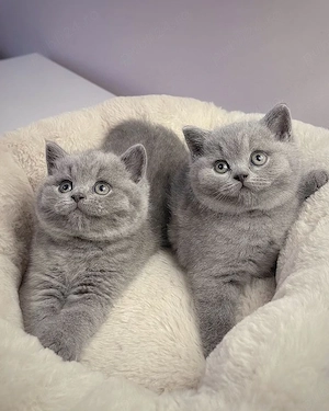 British Shorthair blue  - imagine 2