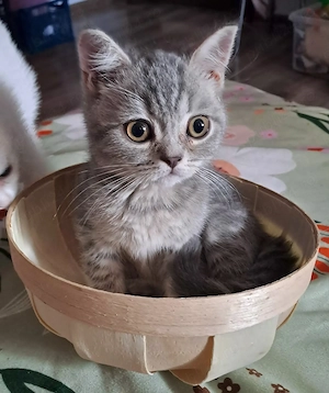 Silver British Shorthair