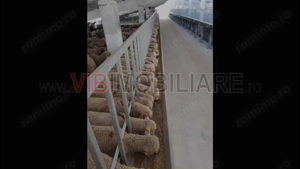 *Fermă modernă pentru export miei | 6 ha | Standarde europene | Aproape de Brăila* - imagine 6
