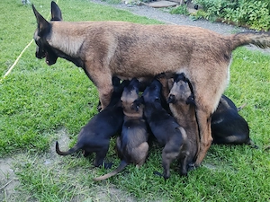 Belgian Malinois 