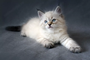 Mascul maine coon