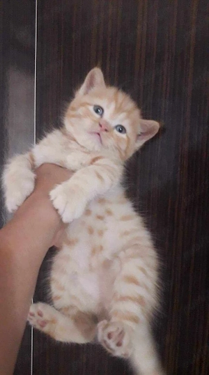 British Shorthair orange - imagine 2