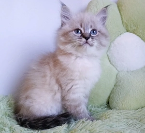 Maine coon mascul 
