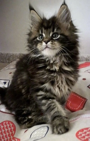 Mascul maine coon 