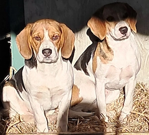 Beagle de vânzare - imagine 2