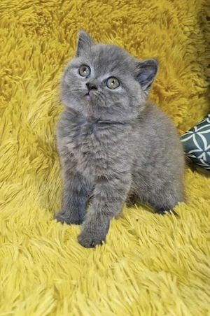 British shorthair fetița 