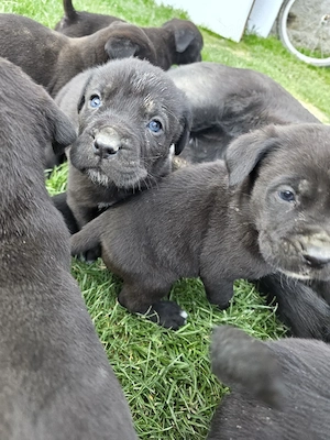 vând pui Cane Corso