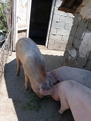 De vânzare 2 purcei de 50 și  70 kg. - imagine 2