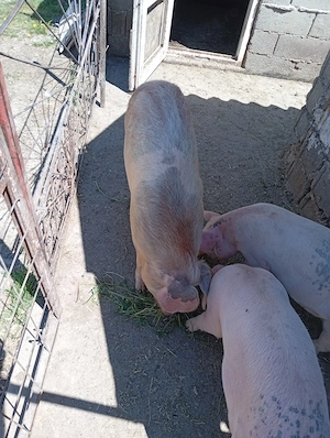 De vânzare 2 purcei de 50 și  70 kg. - imagine 3