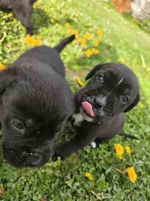vând pui Cane Corso - imagine 2