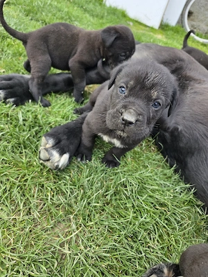 vând pui Cane Corso - imagine 3